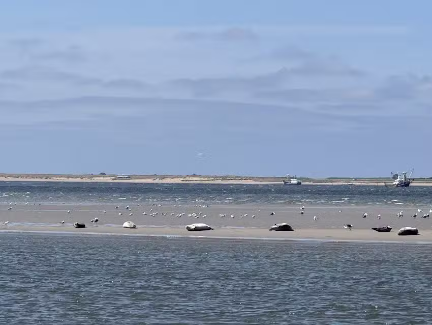 Zeehonden tochten Texel &ndash; Zeehonden kijken met de Anna