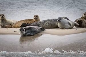 Zeehondentochten Terschelling en educatief vissen TS3 Viking
