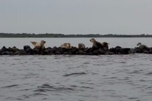 Zeehondentour Renesse
